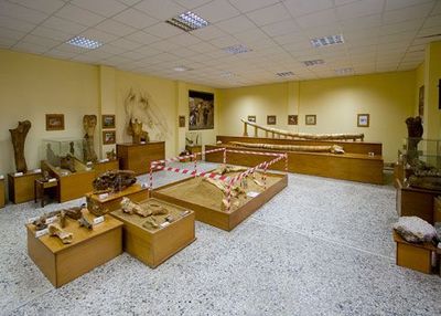 Museum of Paleontology